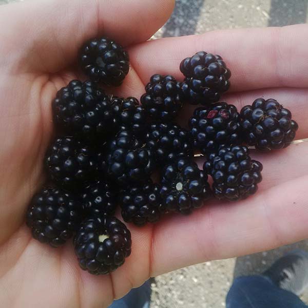 organic vegan blackberry crumble
