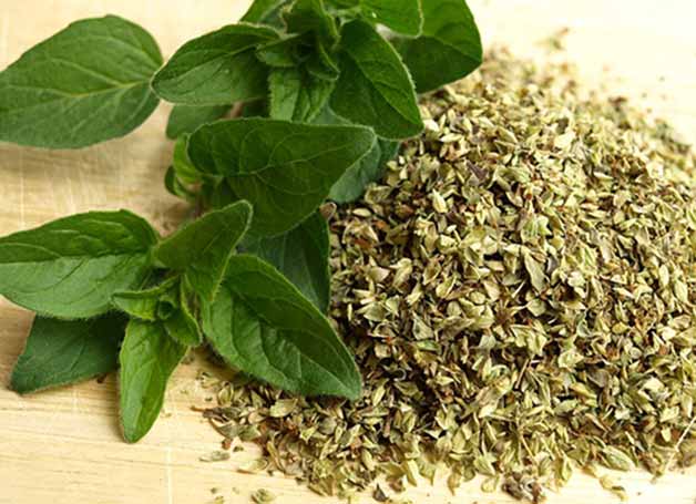 oregano oil benefits