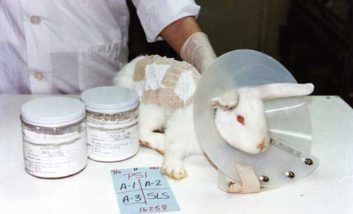 Avon Animal Testing Policy: The Truth Revealed