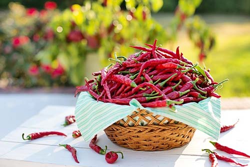 cayenne-peppers-antibiotic