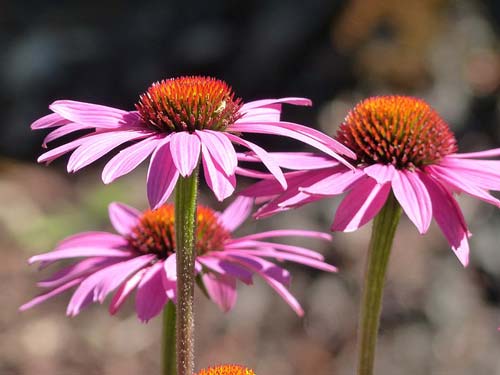 echinacea-cure-infection