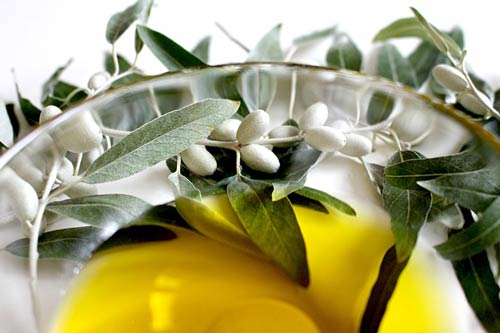 olive-leaf-oil-healing