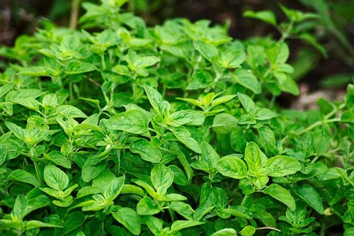 oregano-natural-antibiotic