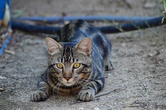 gato vegano