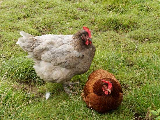 backyard chickens ethics
